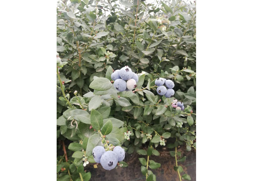 California Giant Berry Farm’s Peruvian blueberry season allows year